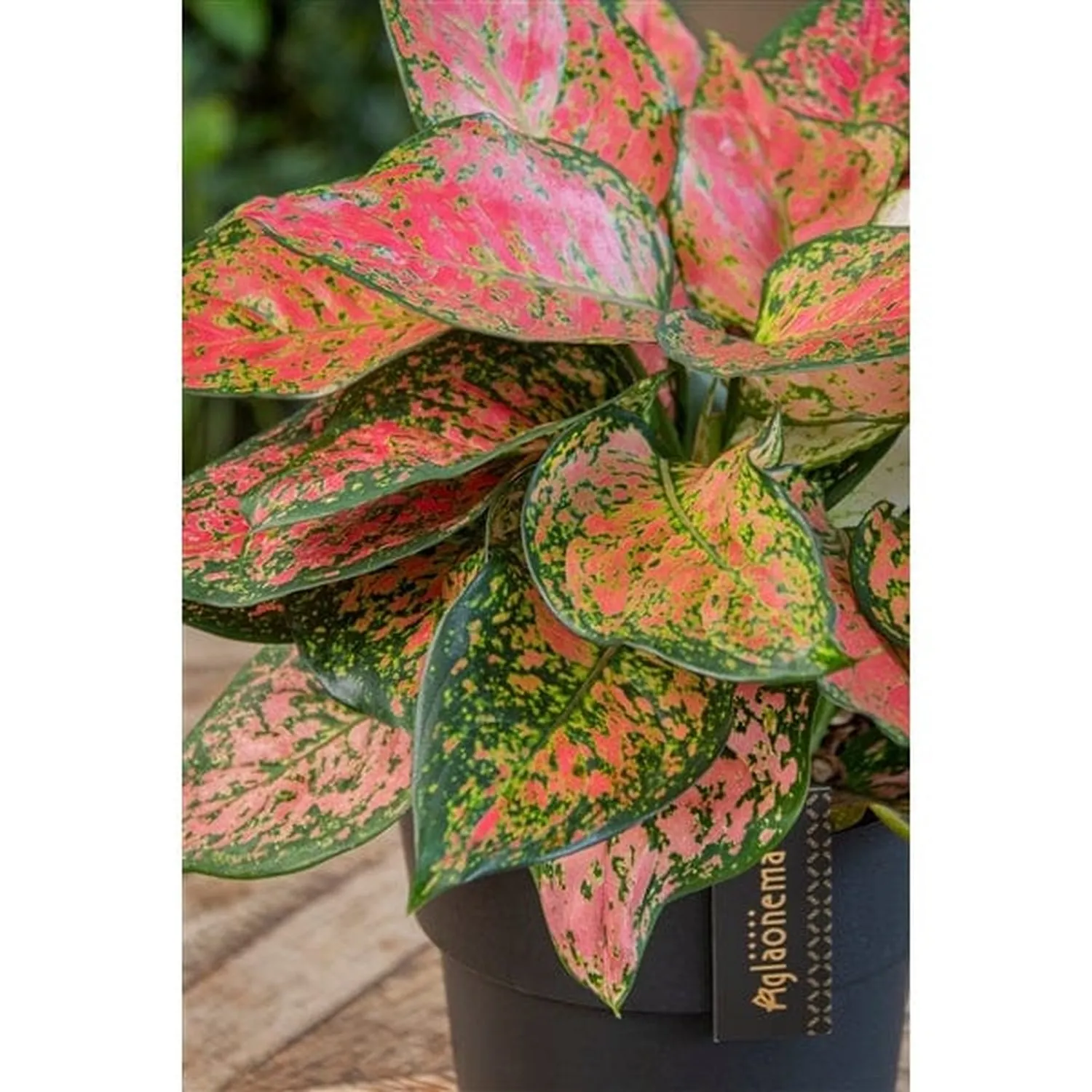 20 - 30cm Aglaonema Crimson Love Evergreen House Plant 12cm Pot