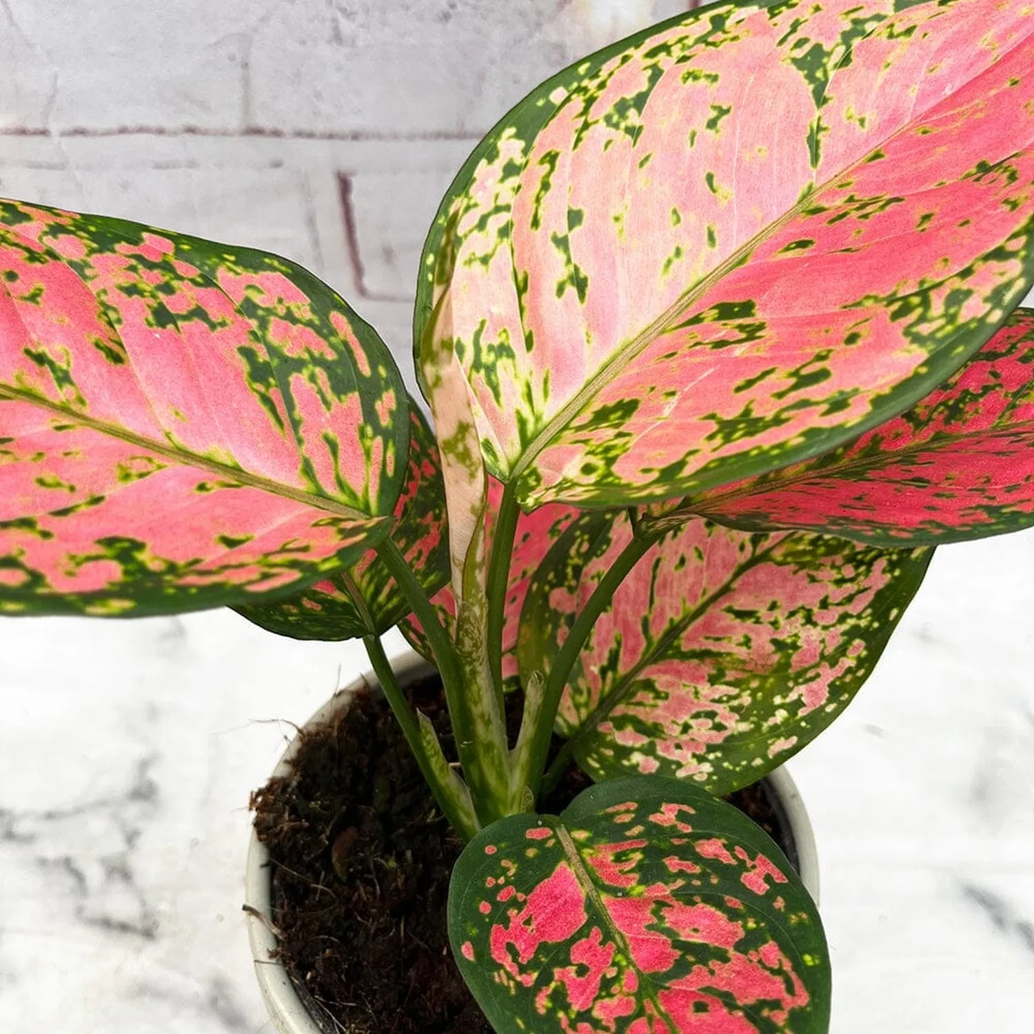 20 - 30cm Aglaonema Crimson Love Evergreen House Plant 12cm Pot