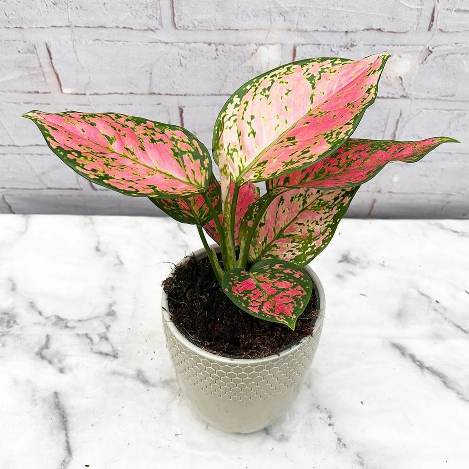 20 - 30cm Aglaonema Crimson Love Evergreen House Plant 12cm Pot