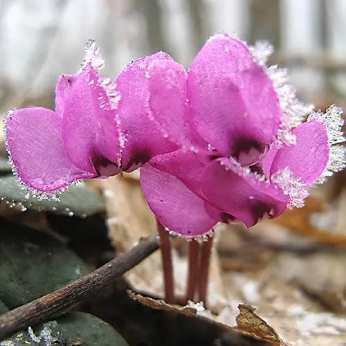 Cyclamen coum