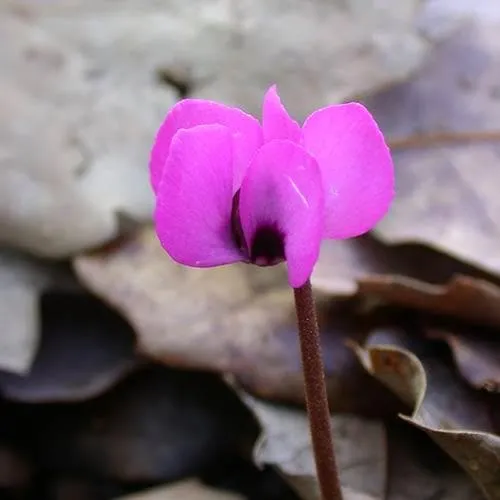 Cyclamen coum