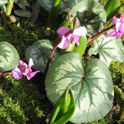 Cyclamen coum