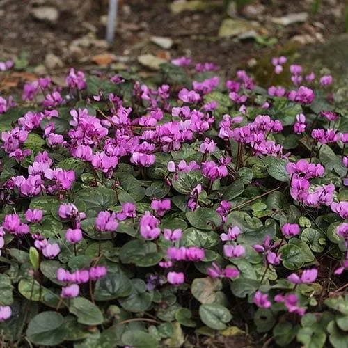 Cyclamen coum