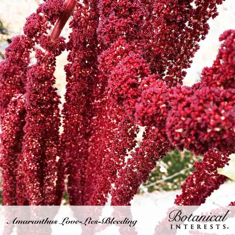 Love-Lies-Bleeding Amaranth Seeds